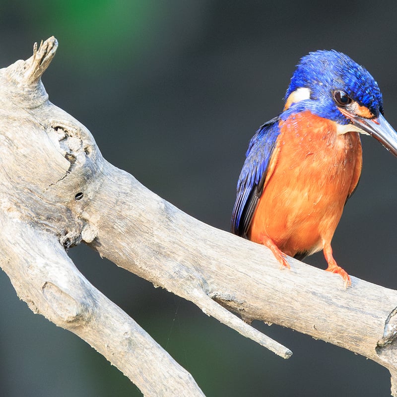 A small Blue-eared Kingfisher with deep metallic blue upperparts and orange underparts, perched on a branch above water. (gallery image 1)