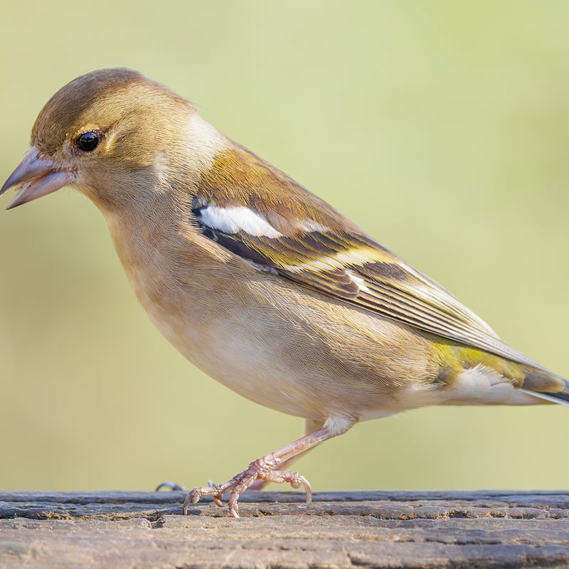 A colorful male Chaffinch with a blue-grey cap and reddish breast perched on a branch. (gallery image 1)