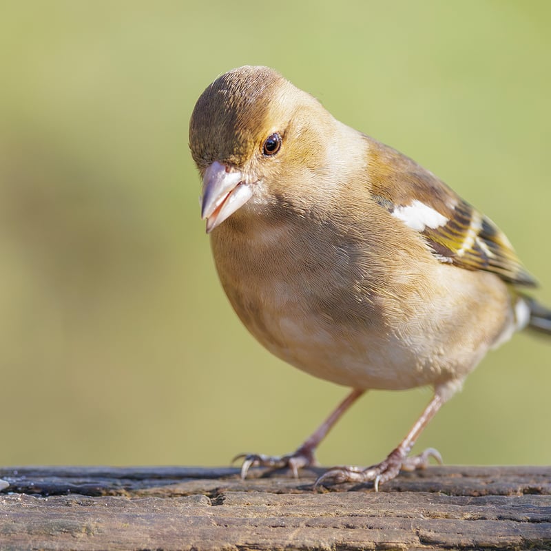 A colorful male Chaffinch with a blue-grey cap and reddish breast perched on a branch. (gallery image 2)