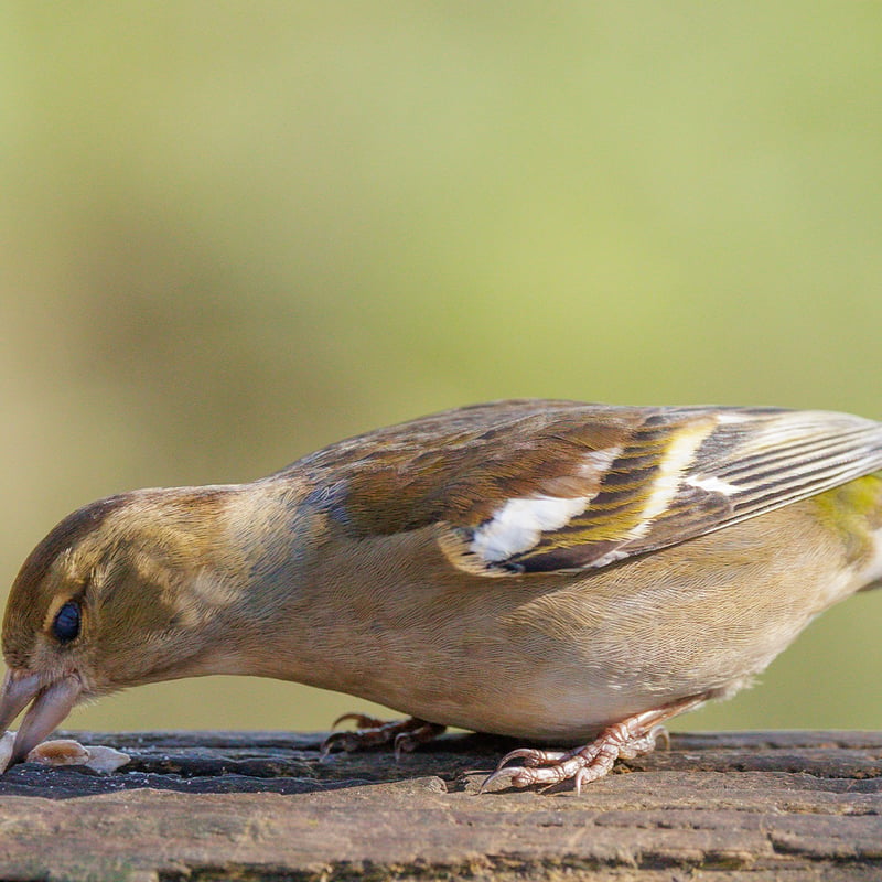 A colorful male Chaffinch with a blue-grey cap and reddish breast perched on a branch. (gallery image 3)