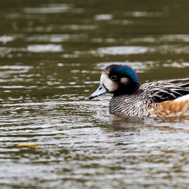 A small duck with a grey bill, iridescent green head markings, and chestnut-coloured flanks. (gallery image 1)
