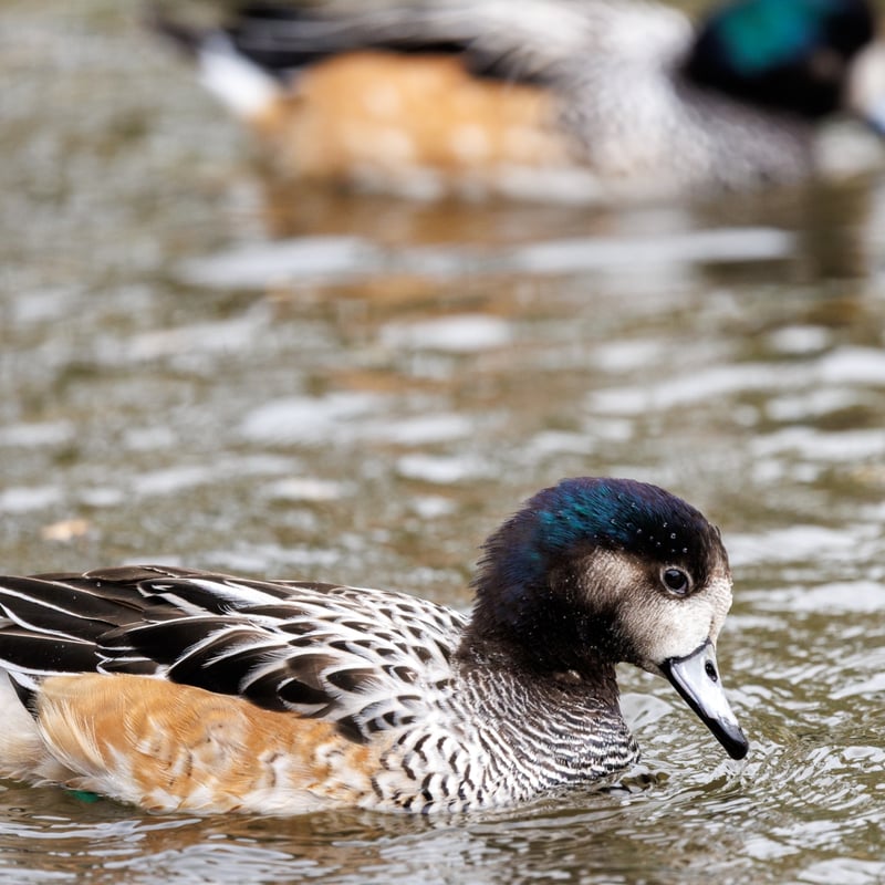 A small duck with a grey bill, iridescent green head markings, and chestnut-coloured flanks. (gallery image 2)