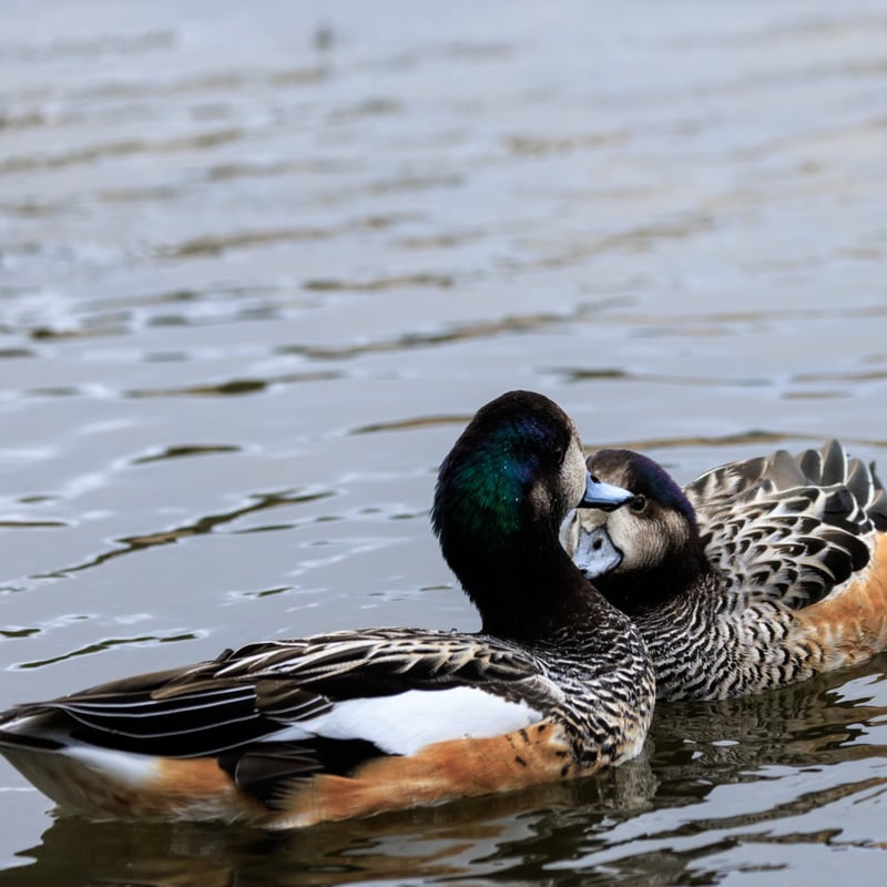 A small duck with a grey bill, iridescent green head markings, and chestnut-coloured flanks. (gallery image 3)