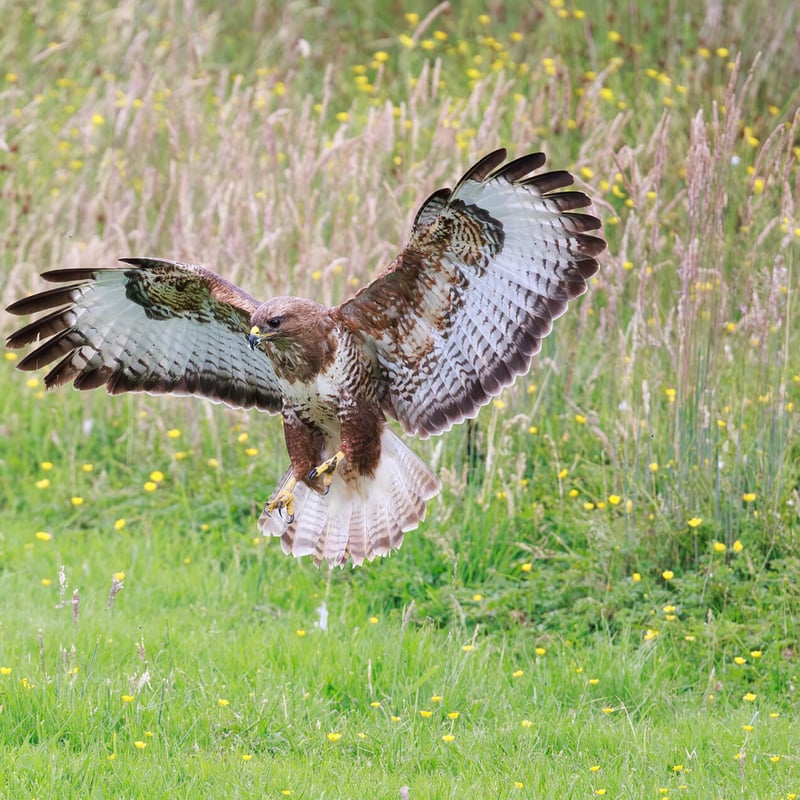 A Common Buzzard perched with broad brown wings folded, showing its pale chest and piercing yellow eyes. (gallery image 1)