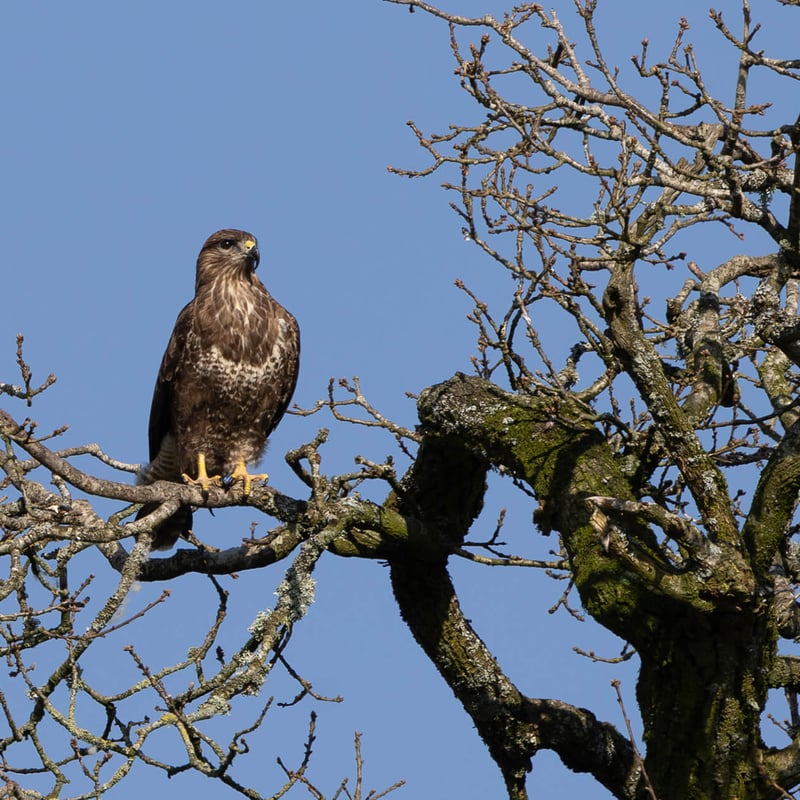 A Common Buzzard perched with broad brown wings folded, showing its pale chest and piercing yellow eyes. (gallery image 2)