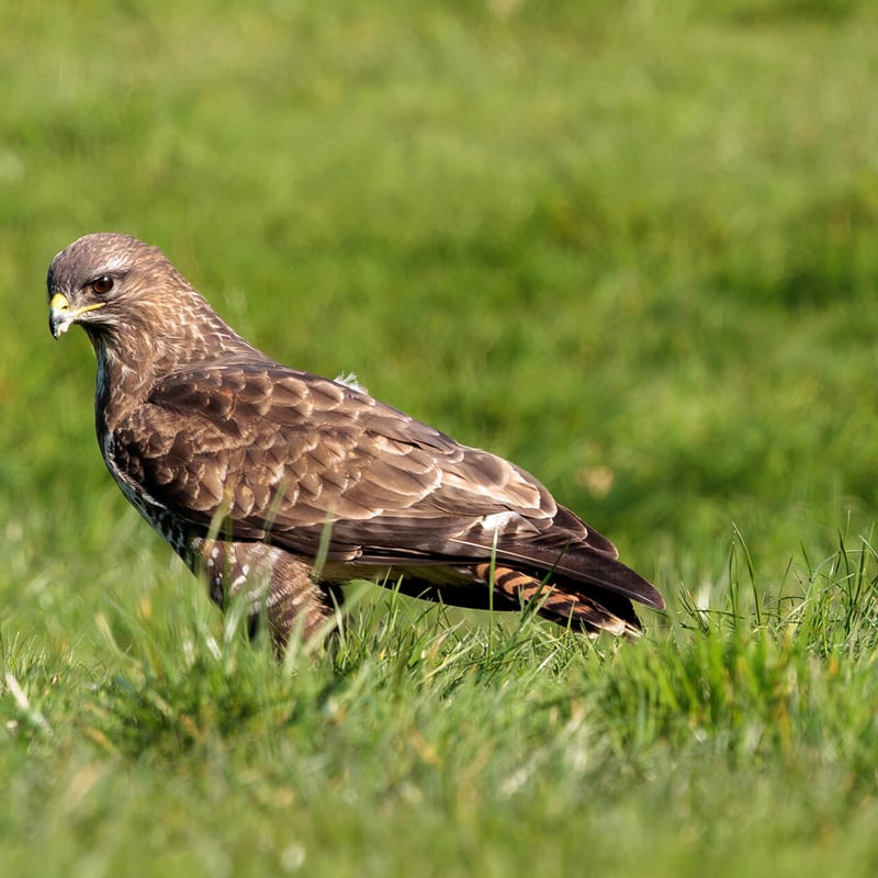 A Common Buzzard perched with broad brown wings folded, showing its pale chest and piercing yellow eyes. (gallery image 3)