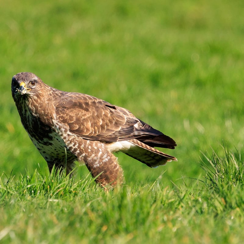 A Common Buzzard perched with broad brown wings folded, showing its pale chest and piercing yellow eyes. (gallery image 4)