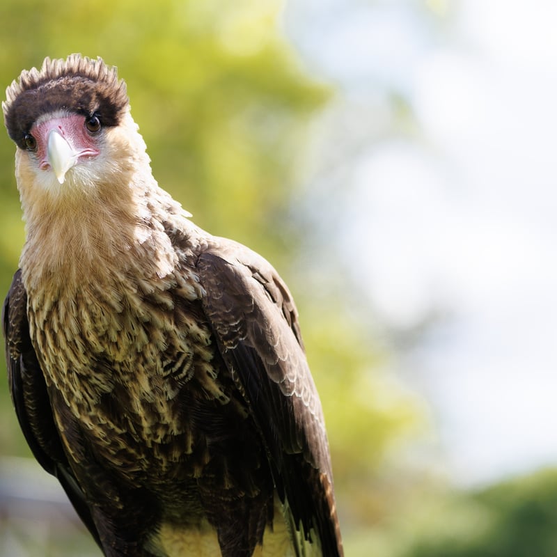 A white and black raptor with an orange face and a dark crest standing on the ground. (gallery image 1)