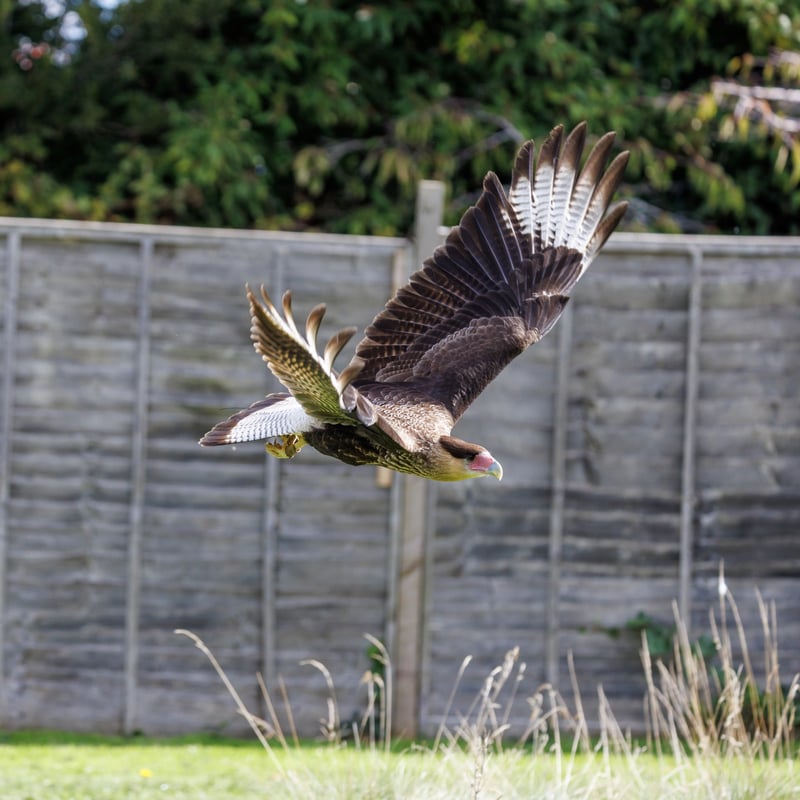 A white and black raptor with an orange face and a dark crest standing on the ground. (gallery image 2)