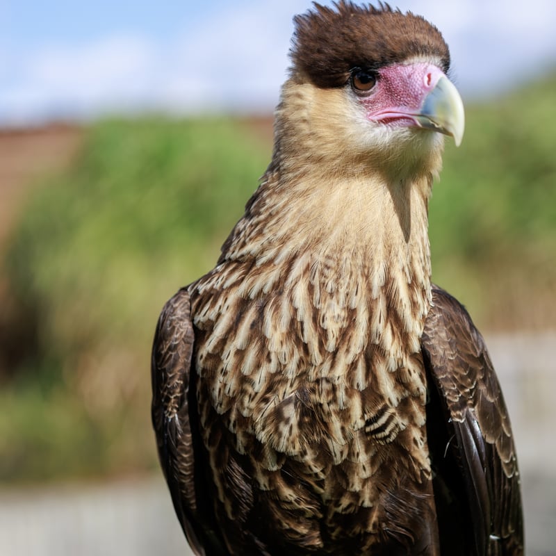 A white and black raptor with an orange face and a dark crest standing on the ground. (gallery image 3)