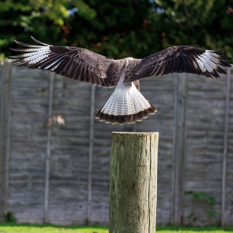 A white and black raptor with an orange face and a dark crest standing on the ground. (gallery image 4)
