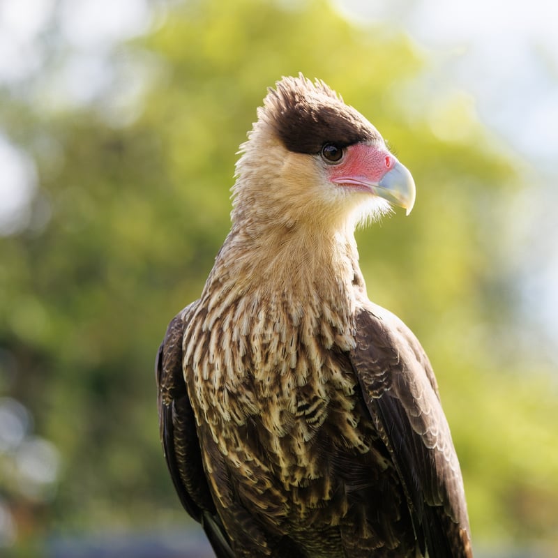 A white and black raptor with an orange face and a dark crest standing on the ground. (gallery image 5)