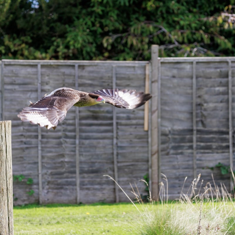 A white and black raptor with an orange face and a dark crest standing on the ground. (gallery image 6)