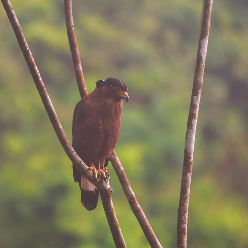 A Crested Serpent Eagle perched in a tree, showing its bold black-and-white fan crest and yellow facial skin. (gallery image 1)