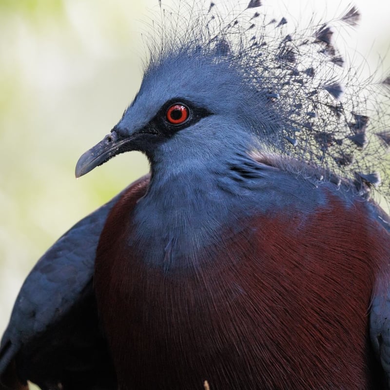 A massive, deep blue pigeon with an intricate, lace-like fan of feathers on its head. (gallery image 2)
