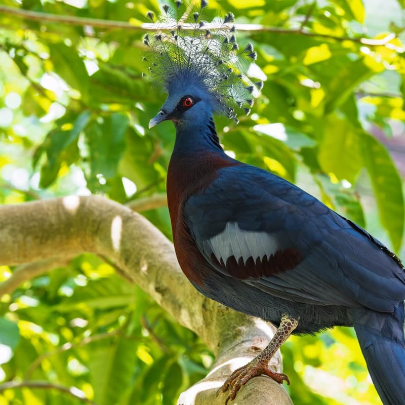 A massive, deep blue pigeon with an intricate, lace-like fan of feathers on its head. (gallery image 1)