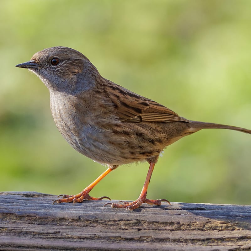A small, lead-grey and brown bird hopping on the ground near a bush. (gallery image 1)