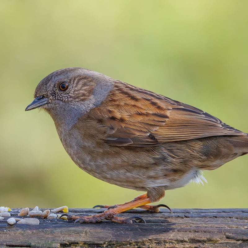 A small, lead-grey and brown bird hopping on the ground near a bush. (gallery image 2)