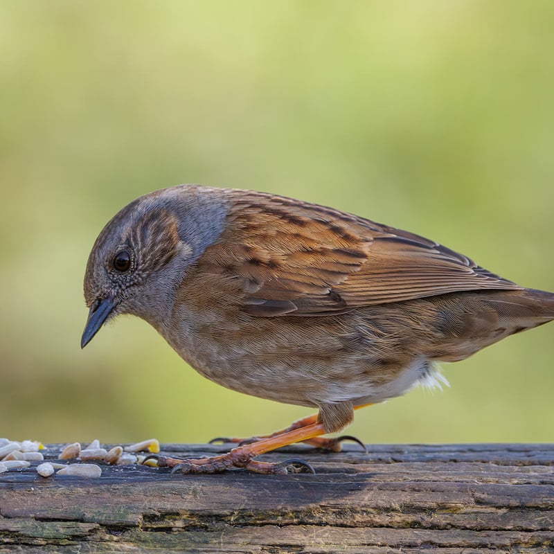 A small, lead-grey and brown bird hopping on the ground near a bush. (gallery image 3)