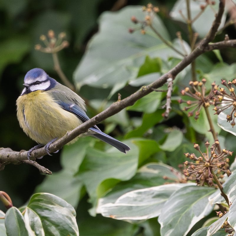A tiny bird with a bright blue cap, white face with a dark line, and yellow belly. (gallery image 1)