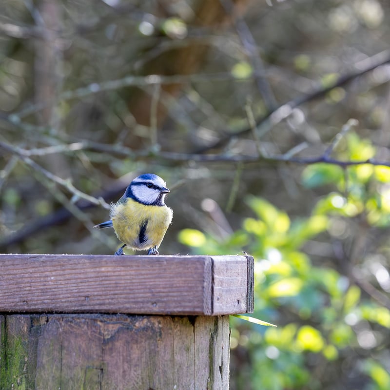 A tiny bird with a bright blue cap, white face with a dark line, and yellow belly. (gallery image 2)