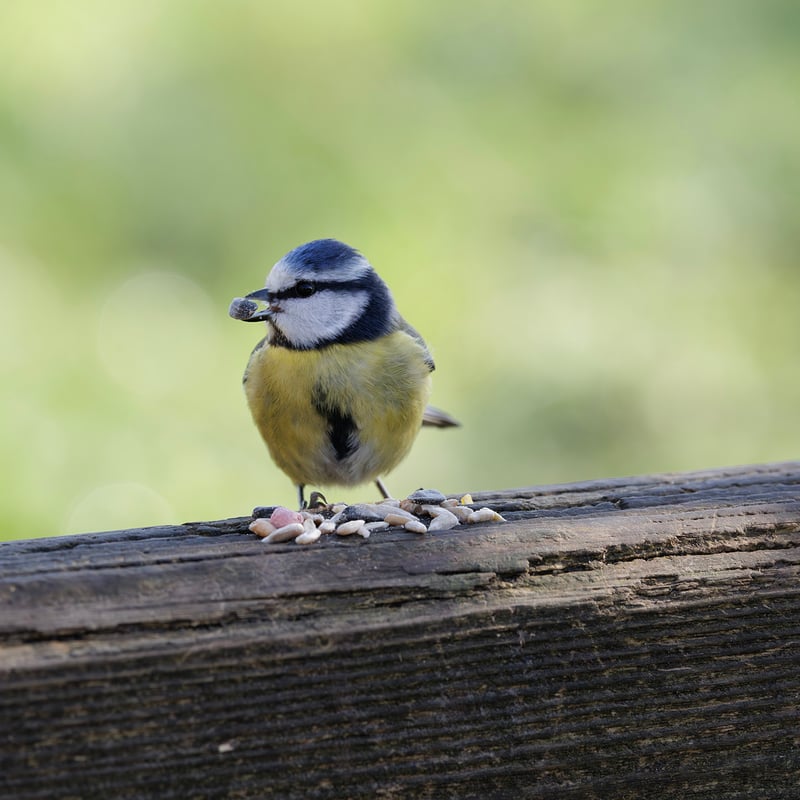 A tiny bird with a bright blue cap, white face with a dark line, and yellow belly. (gallery image 3)