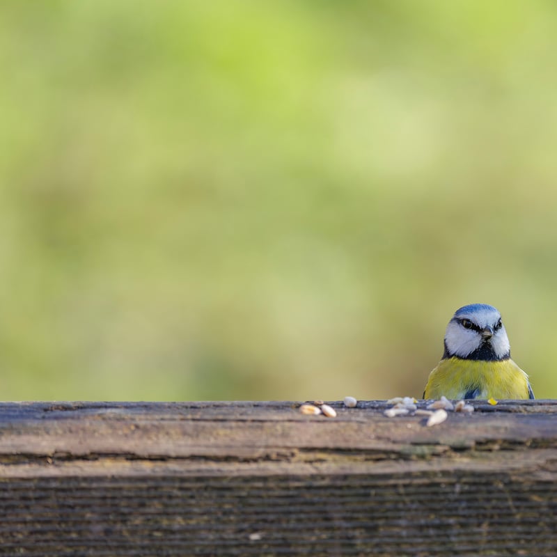 A tiny bird with a bright blue cap, white face with a dark line, and yellow belly. (gallery image 4)