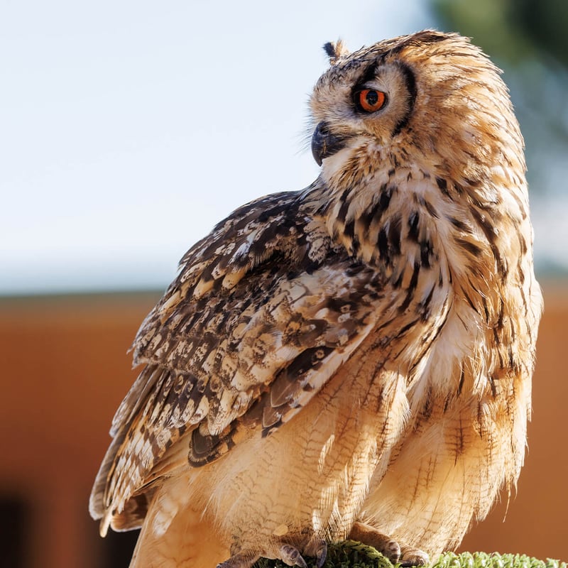 A majestic Eurasian Eagle-Owl perched on a rocky ledge, showing its prominent ear tufts and intense orange eyes. (gallery image 1)