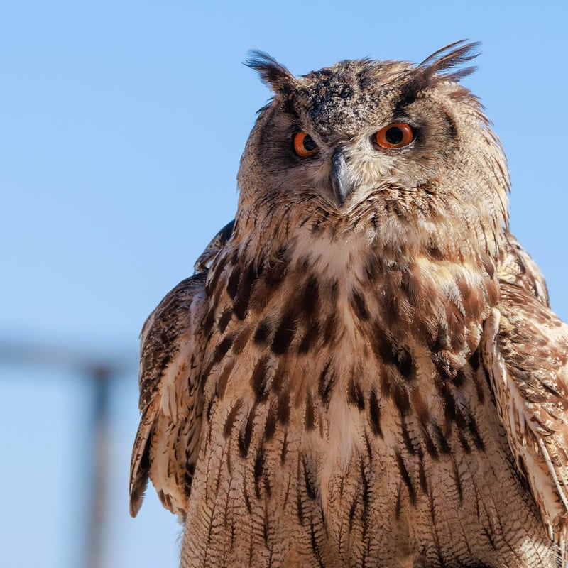 A majestic Eurasian Eagle-Owl perched on a rocky ledge, showing its prominent ear tufts and intense orange eyes. (gallery image 2)