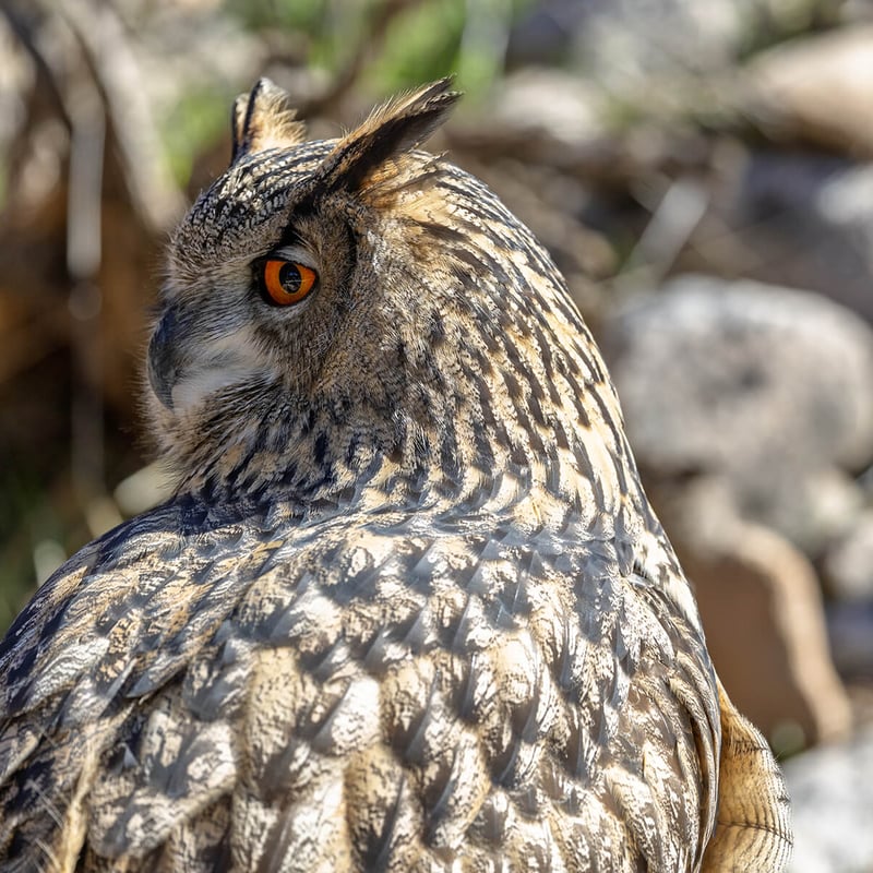 A majestic Eurasian Eagle-Owl perched on a rocky ledge, showing its prominent ear tufts and intense orange eyes. (gallery image 3)