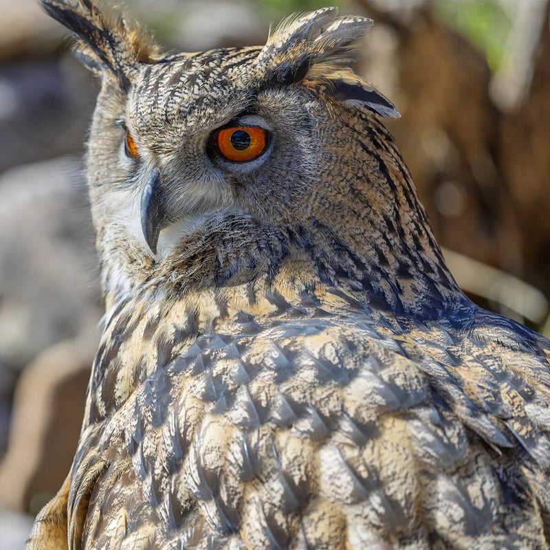A majestic Eurasian Eagle-Owl perched on a rocky ledge, showing its prominent ear tufts and intense orange eyes. (gallery image 4)