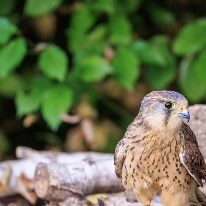 A small falcon with chestnut wings and a grey head (males) hovering in mid-air. (gallery image 1)