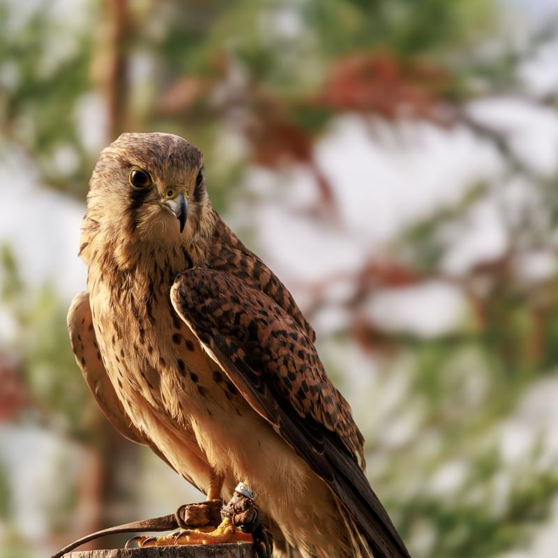 A small falcon with chestnut wings and a grey head (males) hovering in mid-air. (gallery image 2)