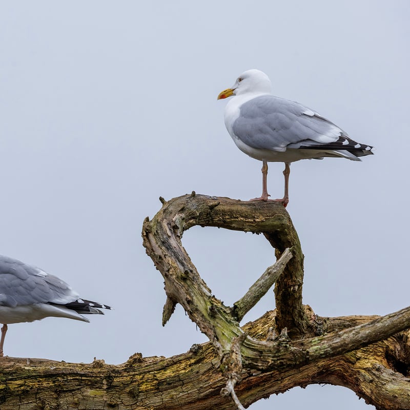 A large white and grey gull with pale eyes and a yellow beak featuring a distinct red spot. (gallery image 1)