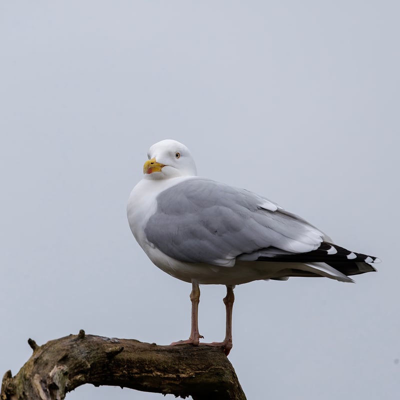 A large white and grey gull with pale eyes and a yellow beak featuring a distinct red spot. (gallery image 2)