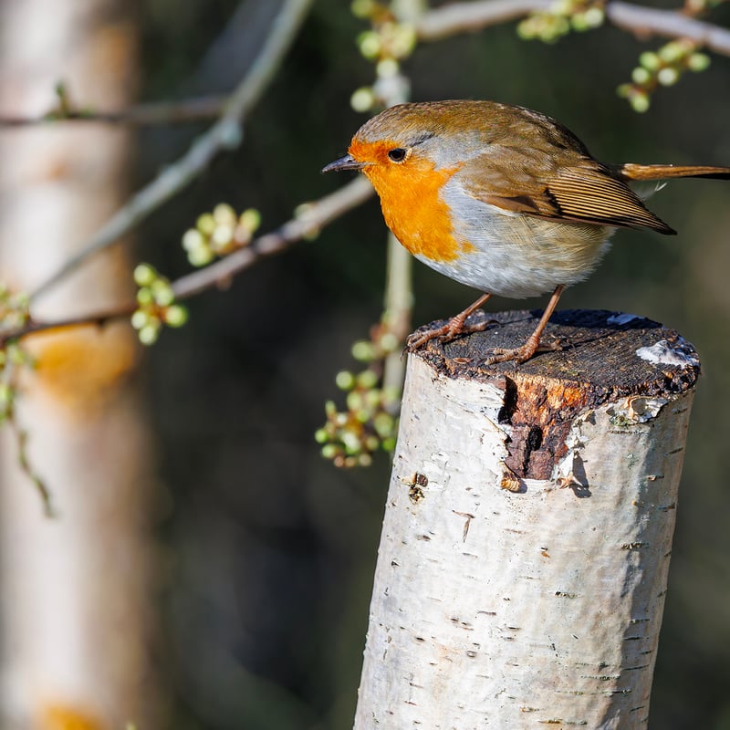 A small brown bird with a bright orange-red breast perched on a mossy branch. (gallery image 1)