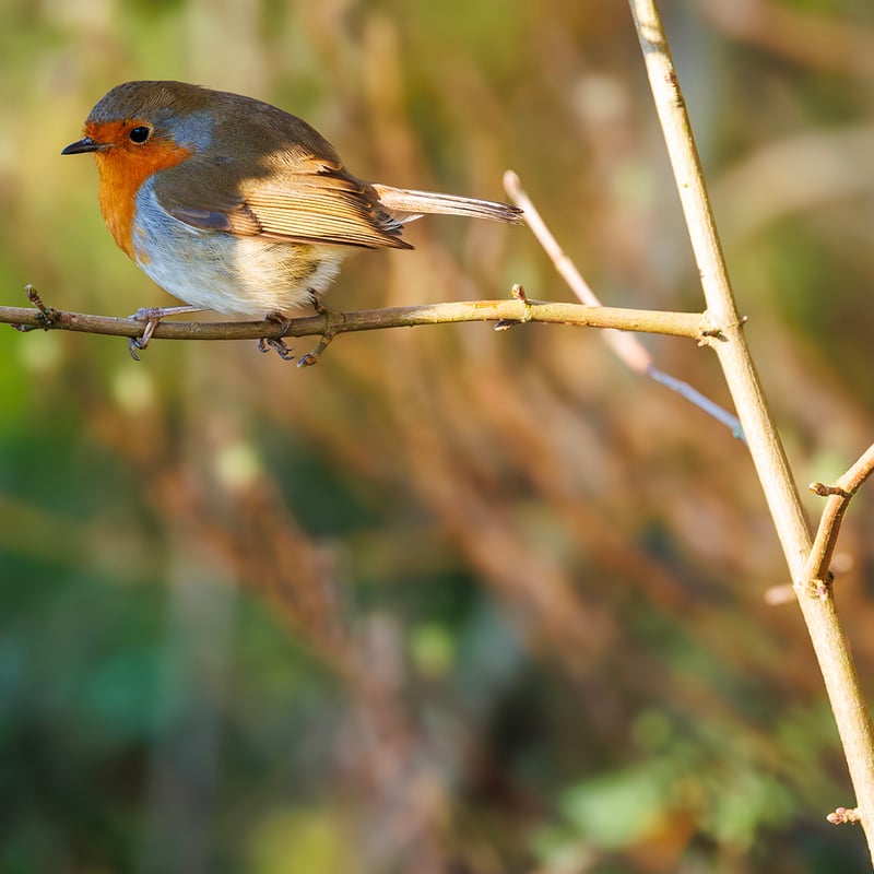 A small brown bird with a bright orange-red breast perched on a mossy branch. (gallery image 2)