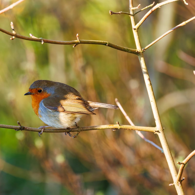 A small brown bird with a bright orange-red breast perched on a mossy branch. (gallery image 3)