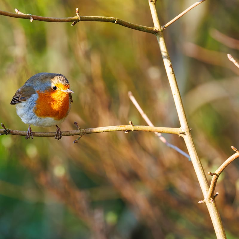 A small brown bird with a bright orange-red breast perched on a mossy branch. (gallery image 4)
