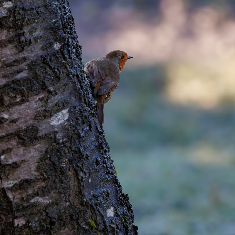 A small brown bird with a bright orange-red breast perched on a mossy branch. (gallery image 5)