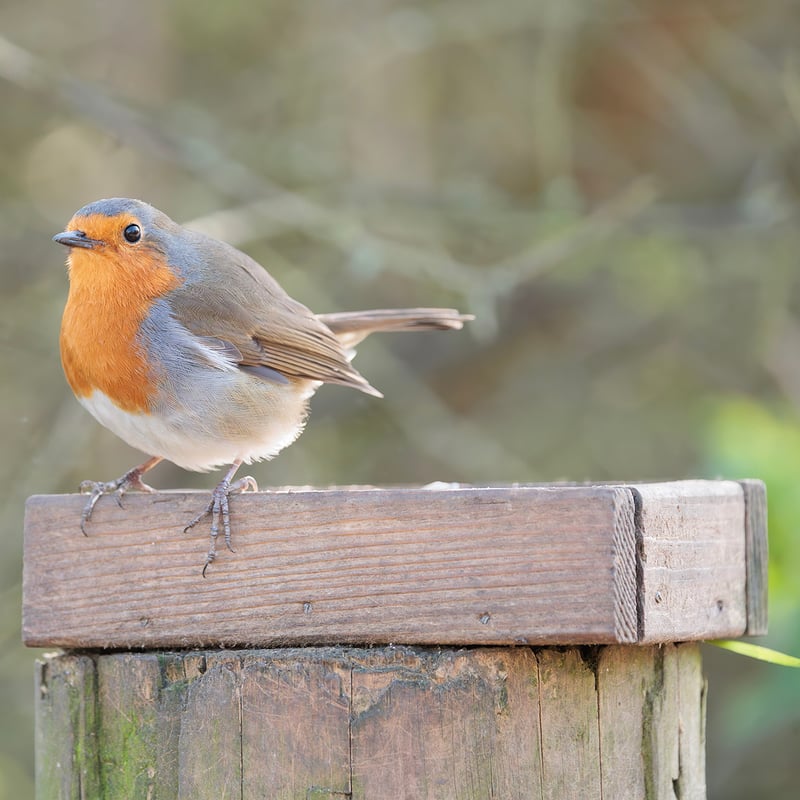 A small brown bird with a bright orange-red breast perched on a mossy branch. (gallery image 6)