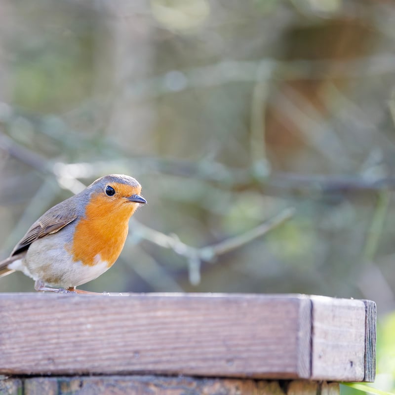 A small brown bird with a bright orange-red breast perched on a mossy branch. (gallery image 7)