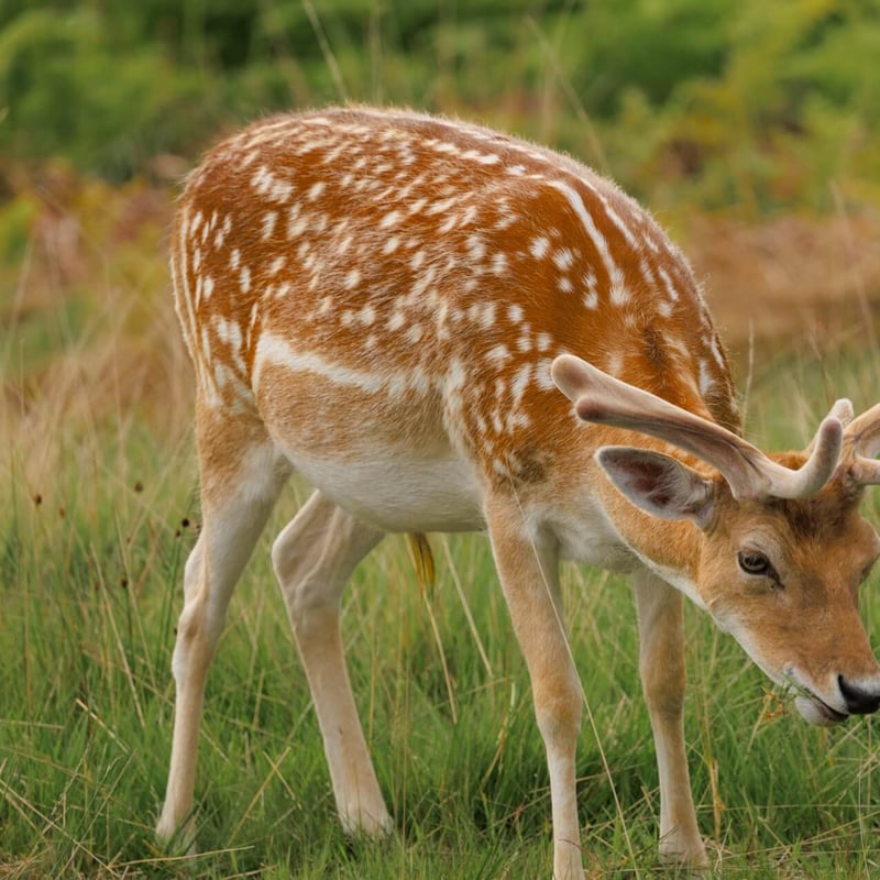 A light brown deer with white spots and broad, flat antlers standing in a forest. (gallery image 1)