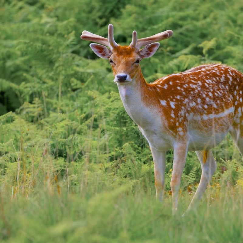 A light brown deer with white spots and broad, flat antlers standing in a forest. (gallery image 2)