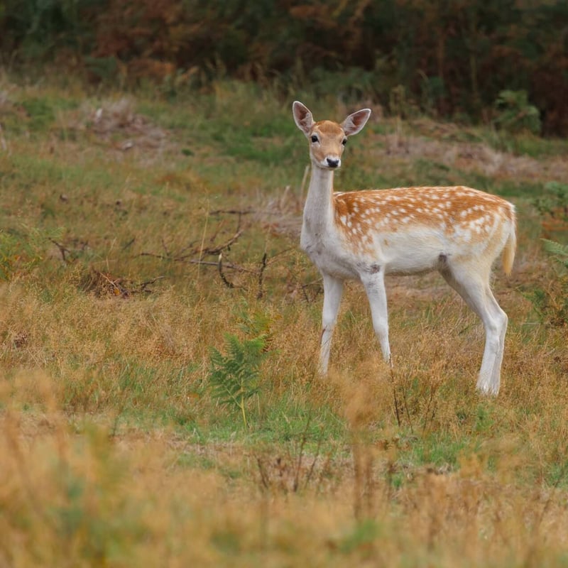 A light brown deer with white spots and broad, flat antlers standing in a forest. (gallery image 4)