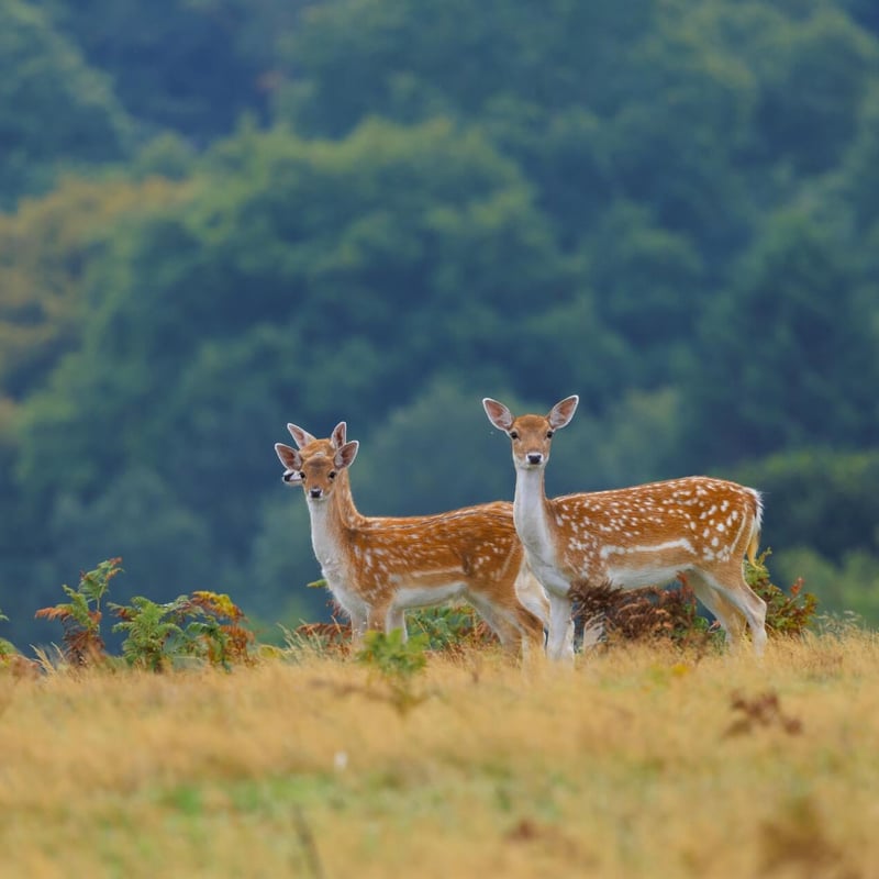 A light brown deer with white spots and broad, flat antlers standing in a forest. (gallery image 5)