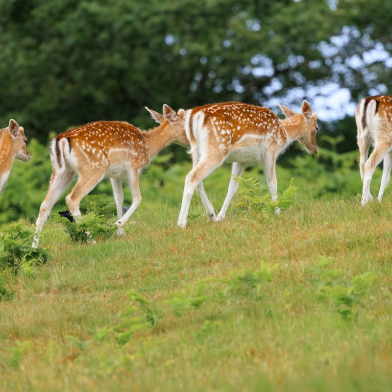 A light brown deer with white spots and broad, flat antlers standing in a forest. (gallery image 3)