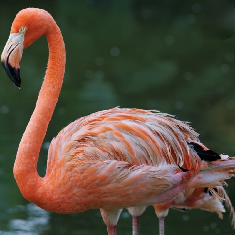 A bright pink flamingo standing on one leg in a shallow lagoon. (gallery image 1)