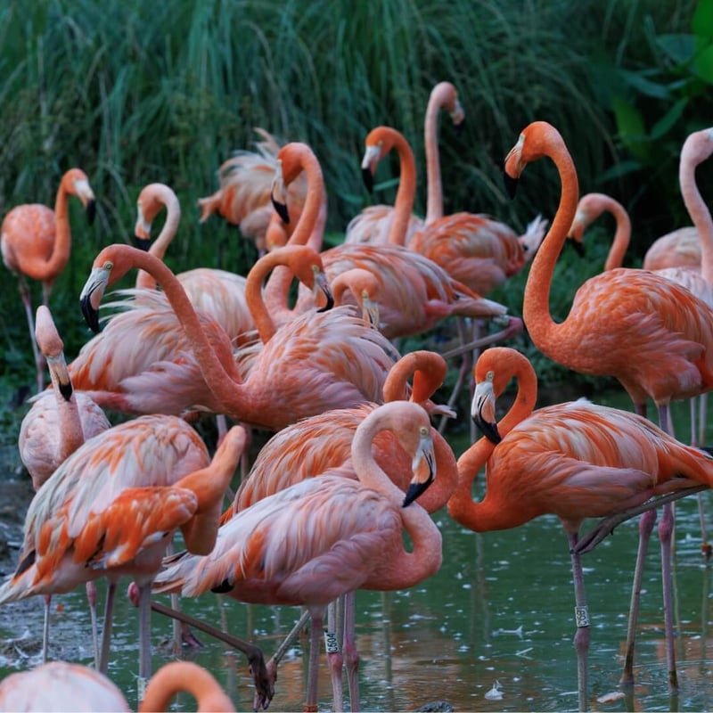 A bright pink flamingo standing on one leg in a shallow lagoon. (gallery image 2)