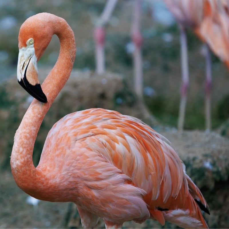 A bright pink flamingo standing on one leg in a shallow lagoon. (gallery image 3)